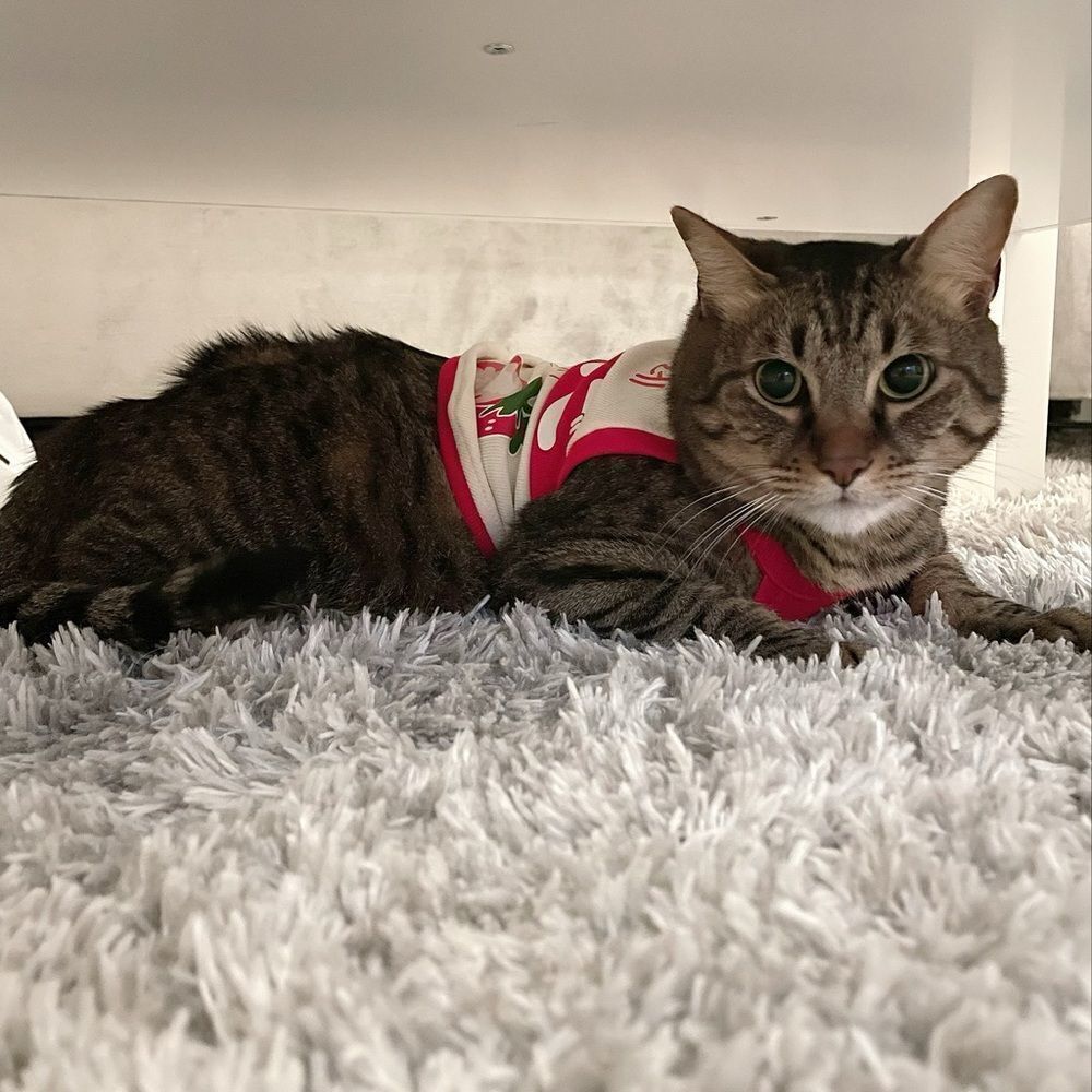 âď¸âCLEARANCE âď¸ Red Strawberry Kawaii MilkâCartoon PetâClothes - Picture 3 of 15
